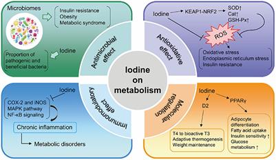 The correlation between iodine and metabolism: a review